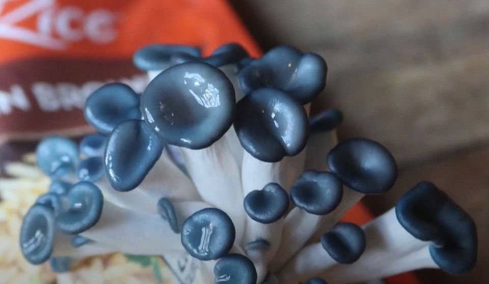 Blue Oyster Edible Mushroom Growing Kit - 0532