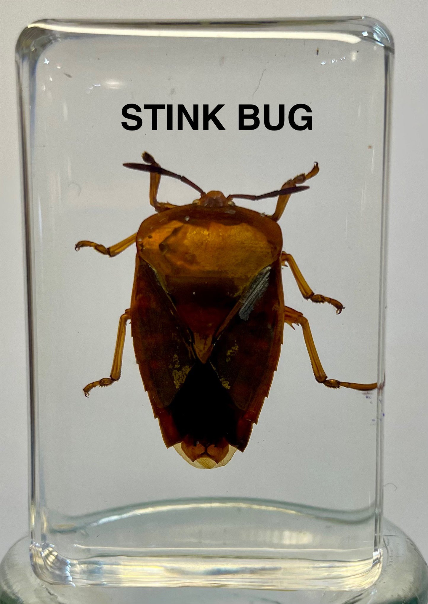 Authentic Insect Specimens in Resin