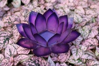 Passion Paradise Lotus