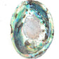 Abalone Shell