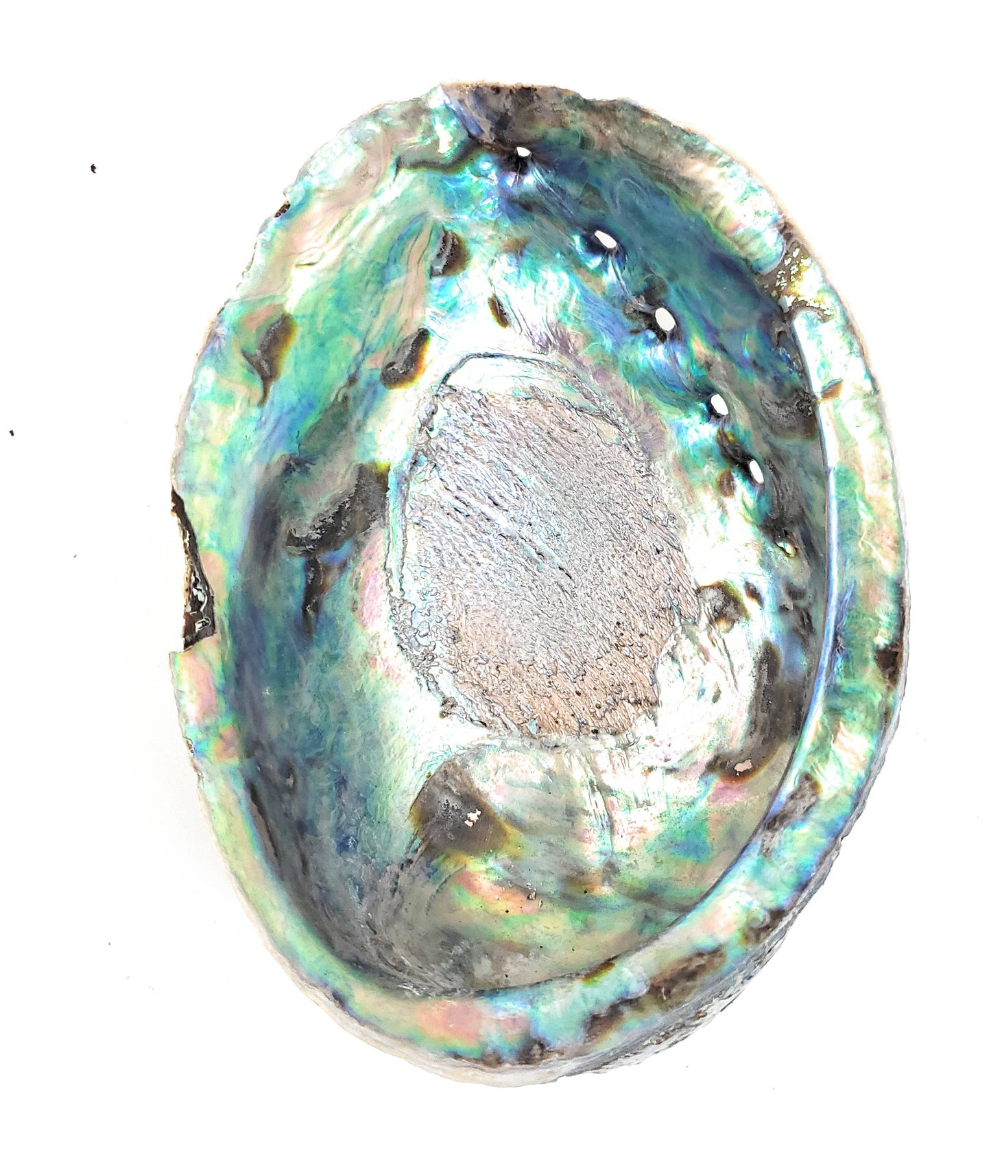Abalone Shell