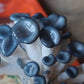 Blue Oyster Edible Mushroom Growing Kit