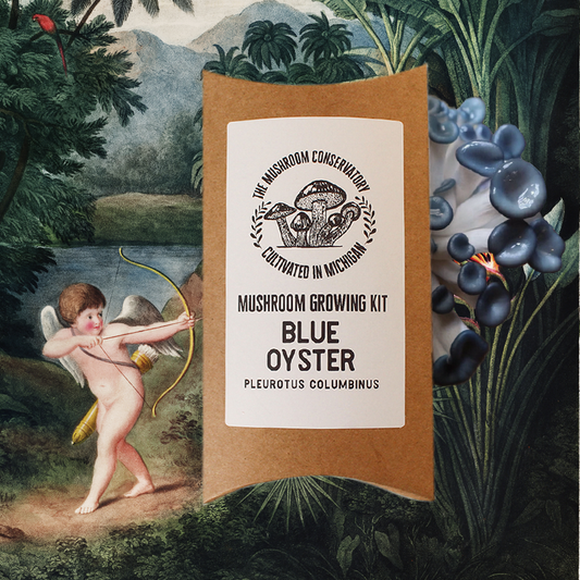 Blue Oyster Edible Mushroom Growing Kit