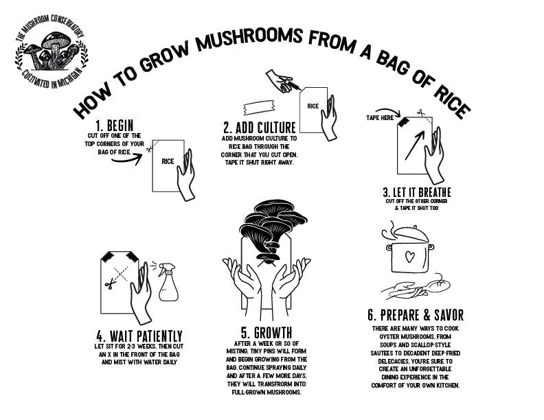 King Oyster Gourmet Mushroom Growing Kit: DIY Feast! - 0530