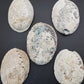 Abalone Shell