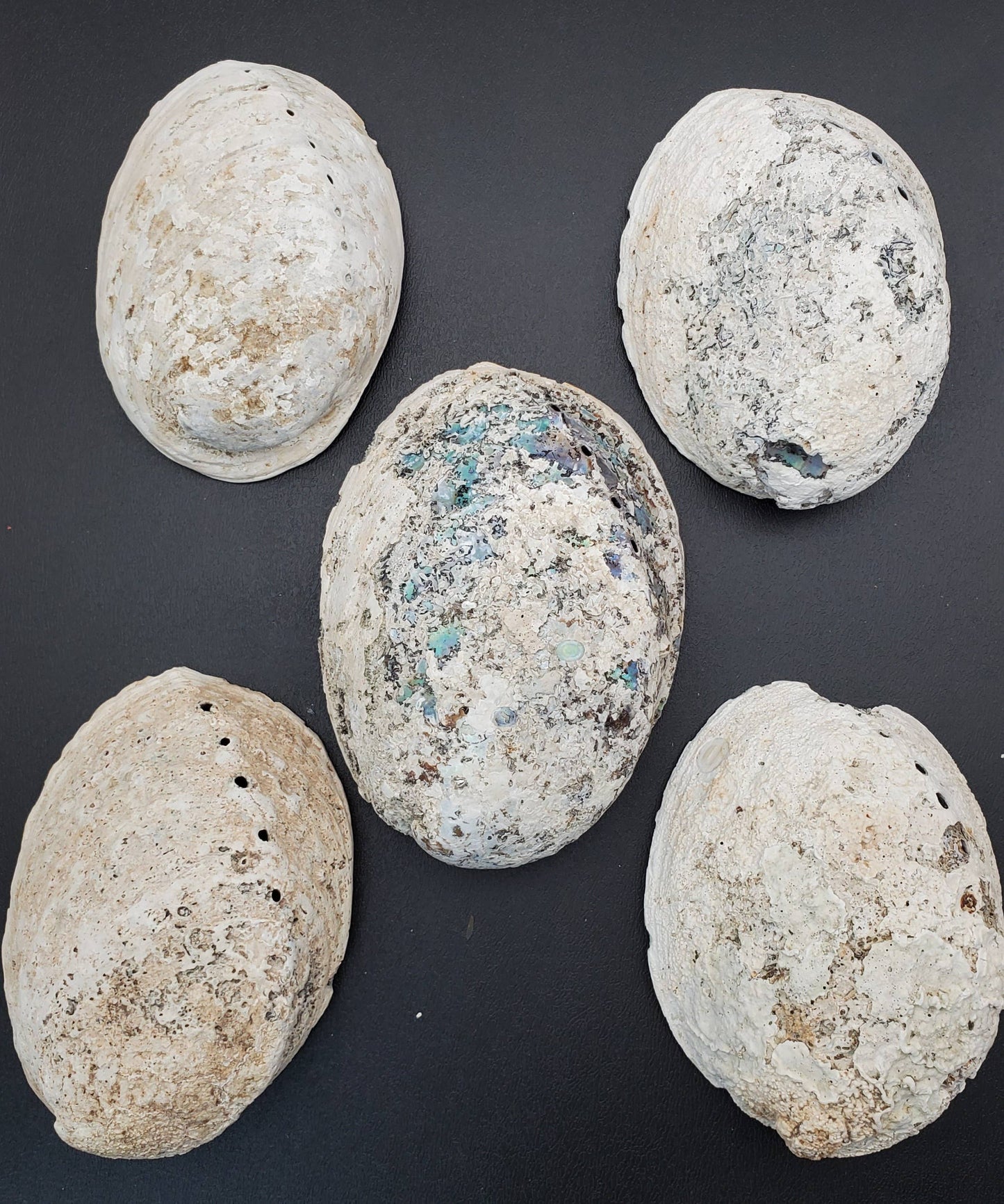 Abalone Shell