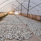 White Sage Bundles 4 inch- California White Sage from Farm