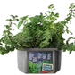 Culinary Herb Collection
