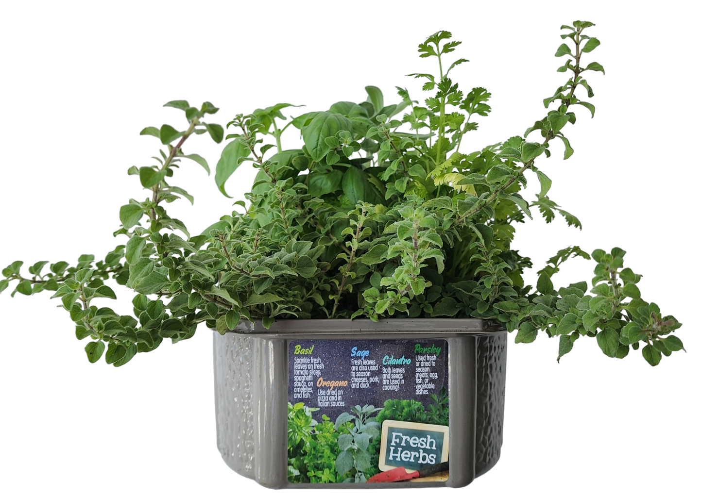 Culinary Herb Collection