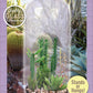 Superb Succulents Carefree Capsule Glass Terrarium
