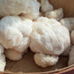 Lions Mane Gourmet Mushroom Growing Kit!