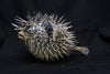 8-9" Porcupine Fish
