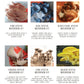 King Oyster Gourmet Mushroom Growing Kit: DIY Feast! - 0530