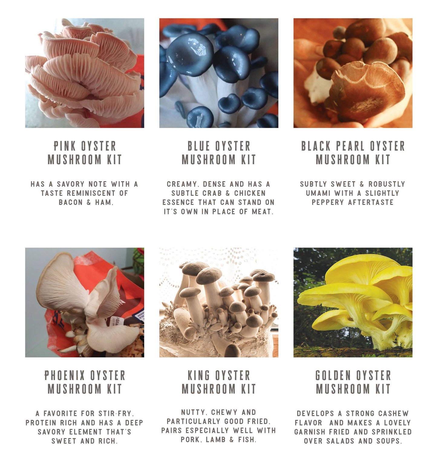 King Oyster Gourmet Mushroom Growing Kit: DIY Feast! - 0530