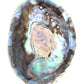 Abalone Shell