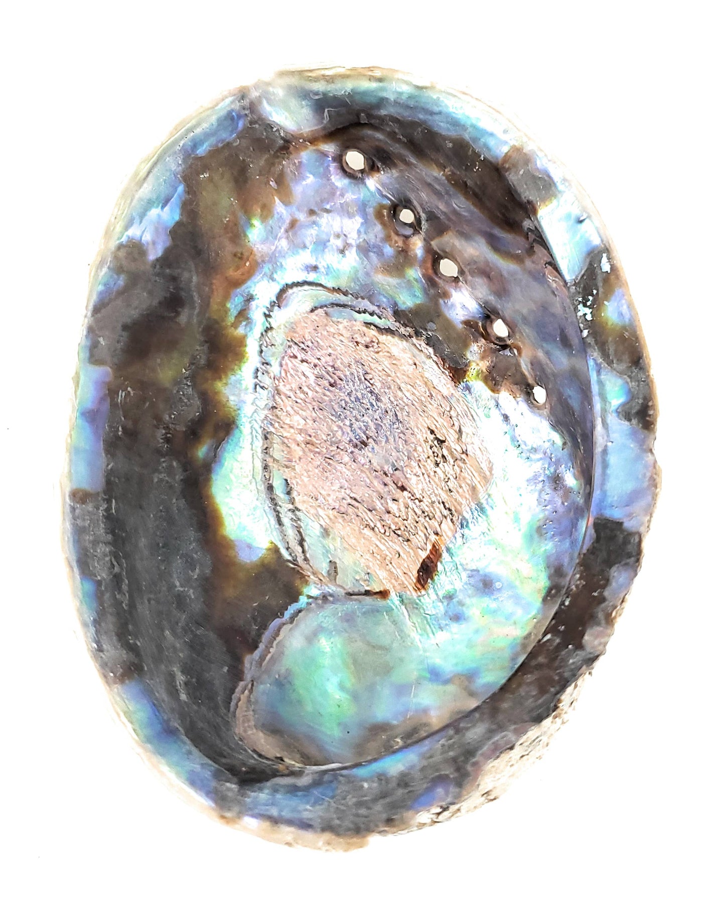 Abalone Shell