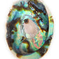 Abalone Shell