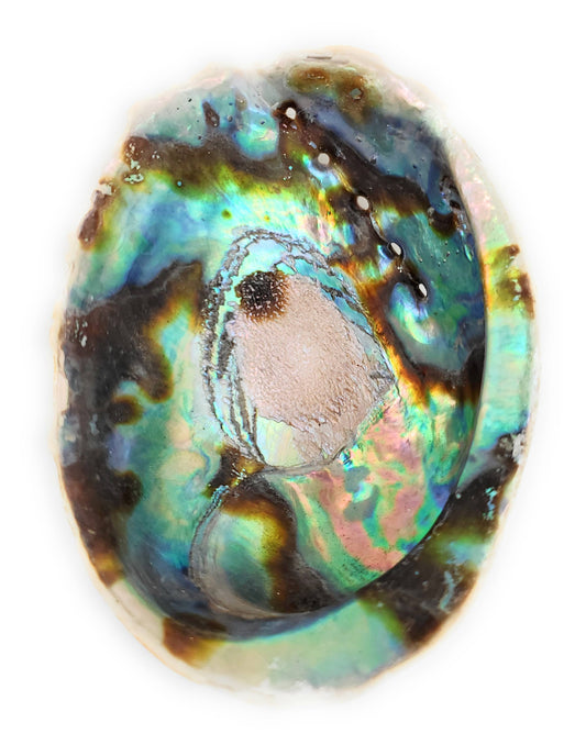 Abalone Shell