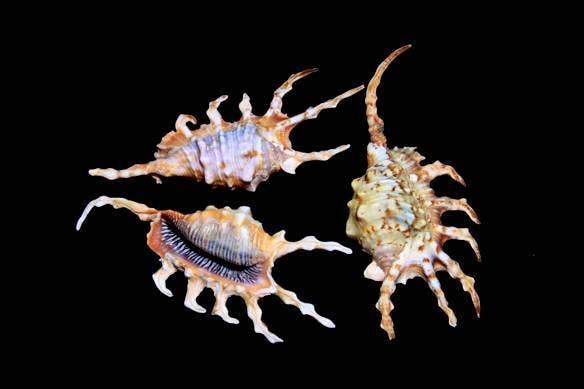 4"+ Scorpion Lambis