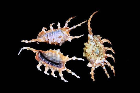 4"+ Scorpion Lambis