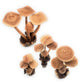 Hand Carved Medium Wooden Mushroom