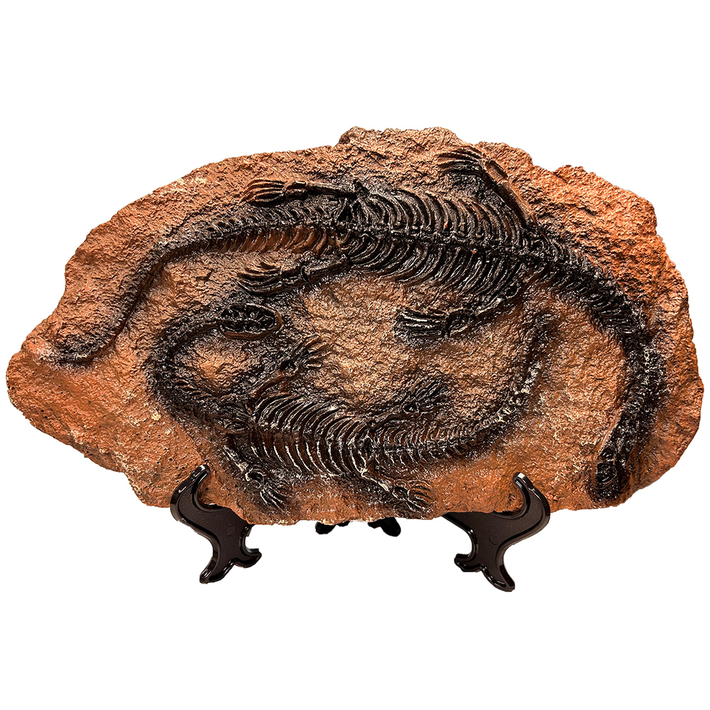 Dinosaur Prehistoric Skeleton Plaque w/ Holder