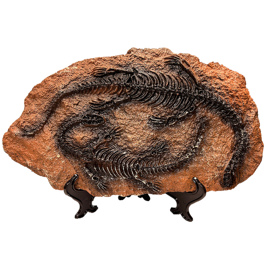 Dinosaur Prehistoric Skeleton Plaque w/ Holder