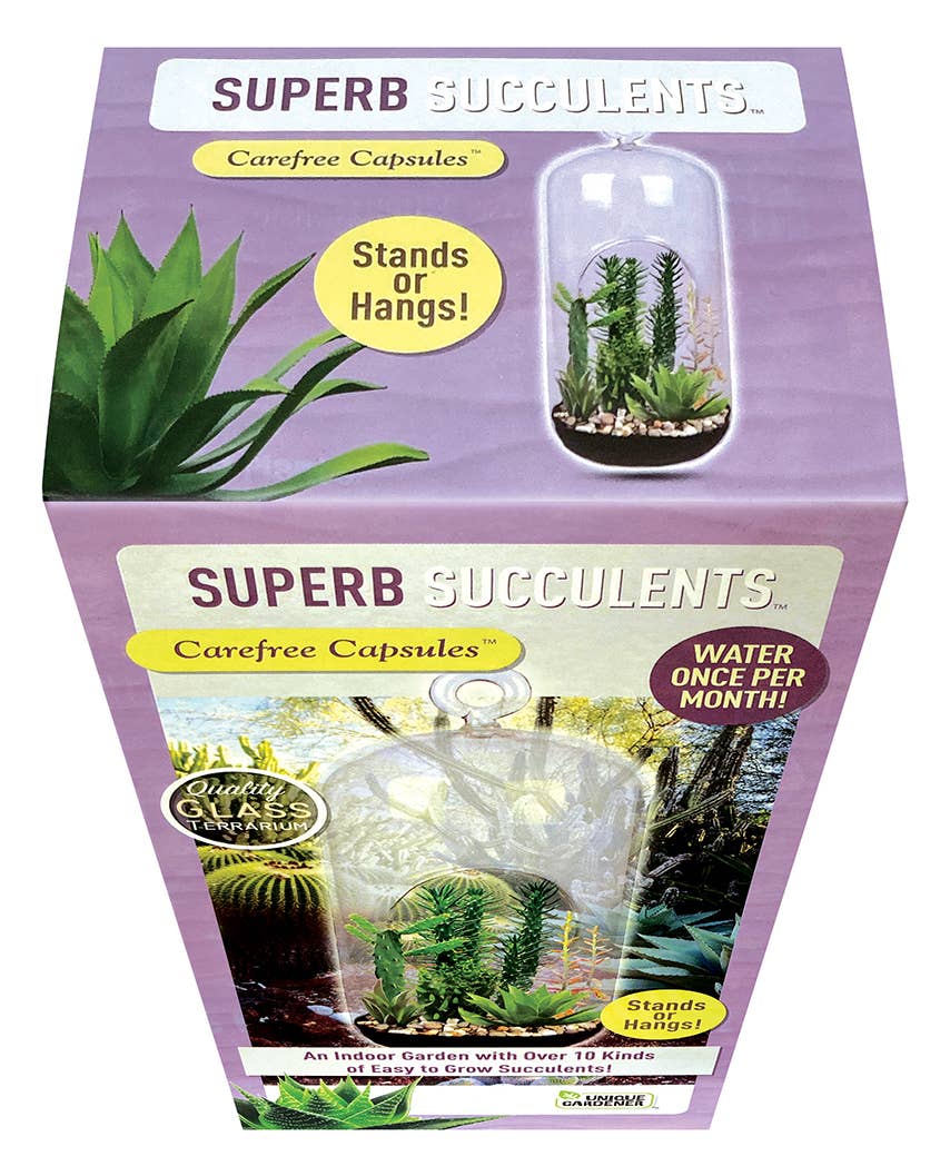 Superb Succulents Carefree Capsule Glass Terrarium
