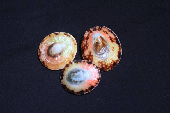Limpet Pairs 2" Up