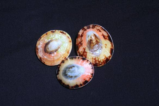 Limpet Pairs 2" Up