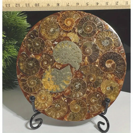 Crystal Ammonite Fossil Disc 4.33 Inch 416 Million Year Old