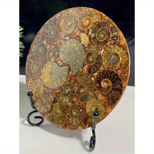 Crystal Ammonite Fossil Disc 4.33 Inch 416 Million Year Old