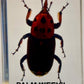 Authentic Insect Specimens in Resin
