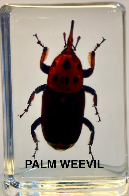 Authentic Insect Specimens in Resin