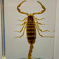 Authentic Insect Specimens in Resin