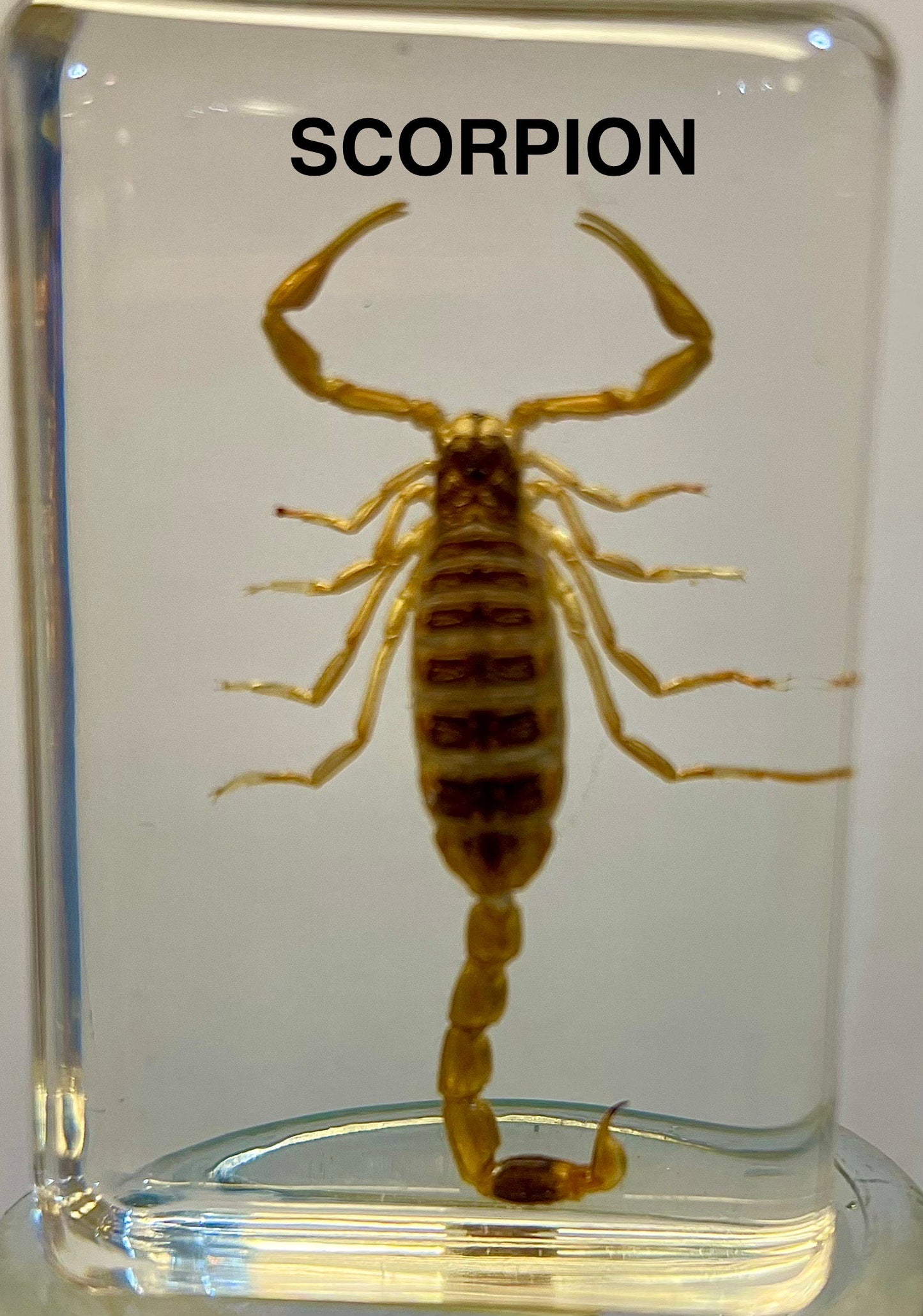 Authentic Insect Specimens in Resin