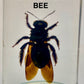 Authentic Insect Specimens in Resin