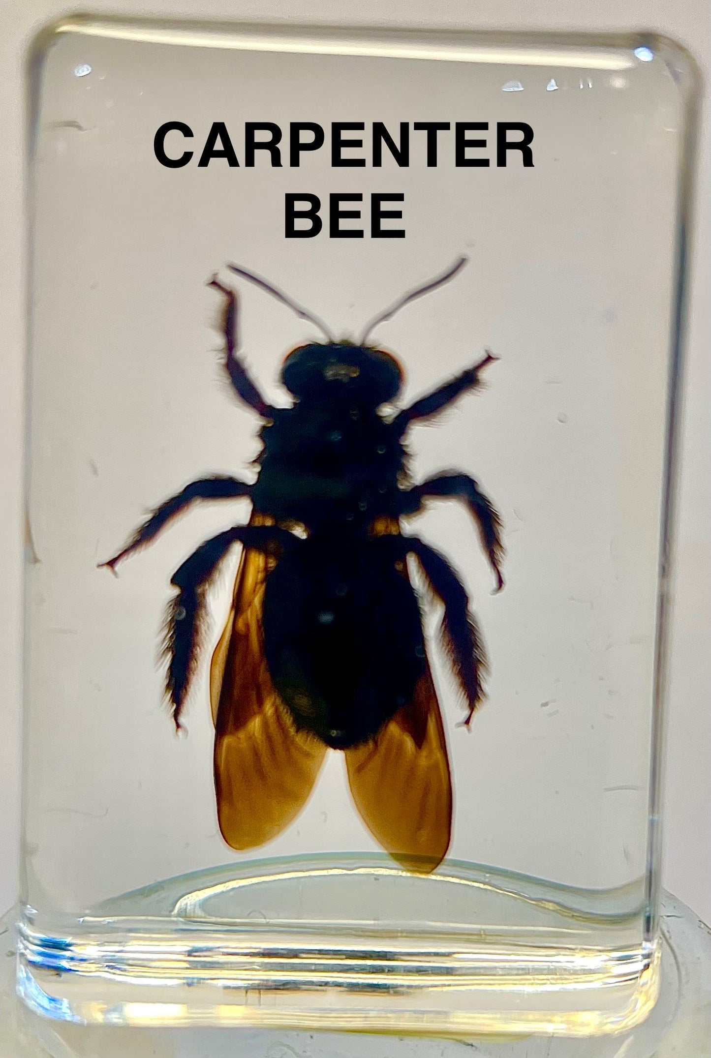 Authentic Insect Specimens in Resin