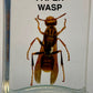Authentic Insect Specimens in Resin