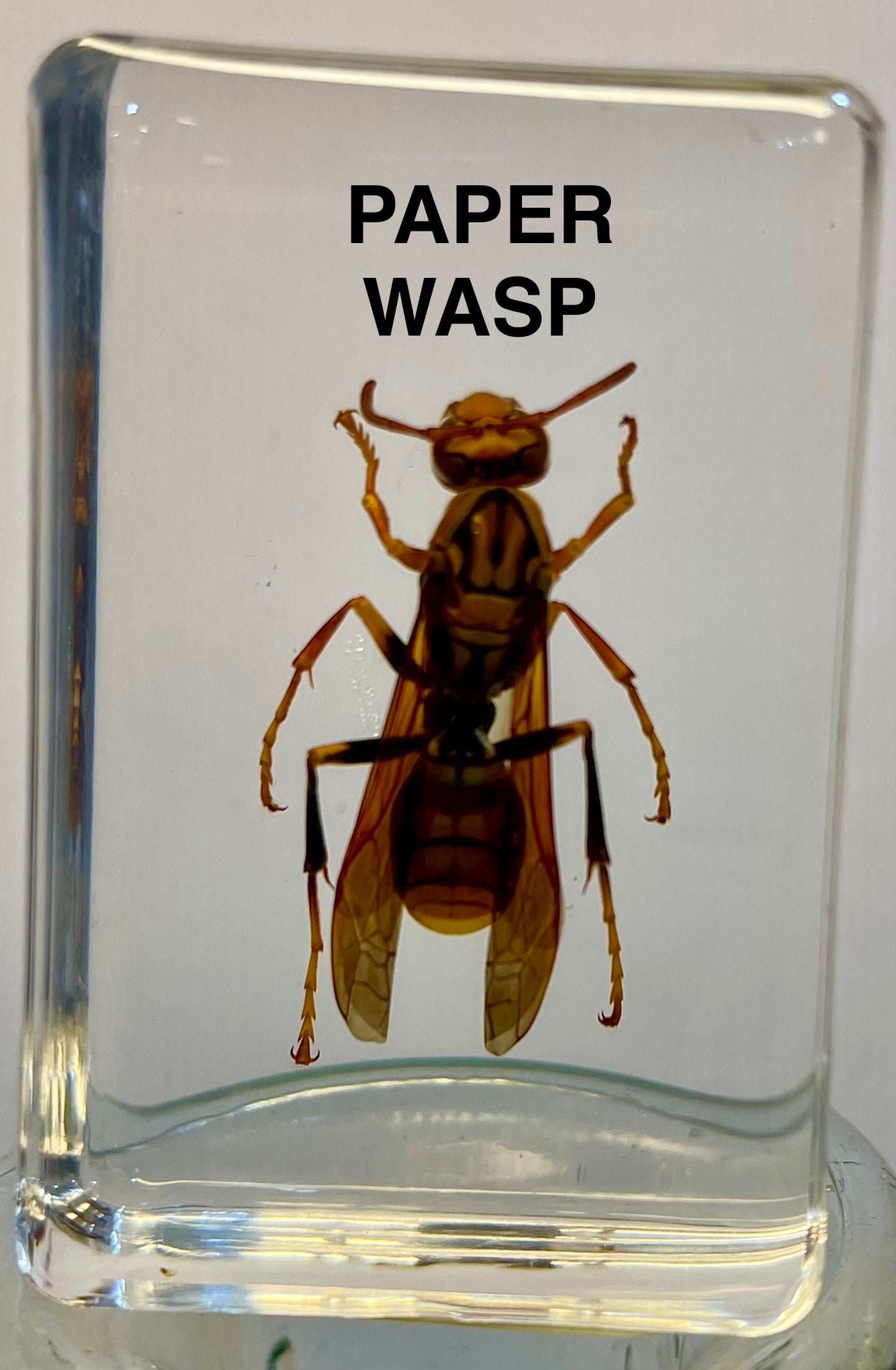 Authentic Insect Specimens in Resin