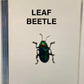 Authentic Insect Specimens in Resin