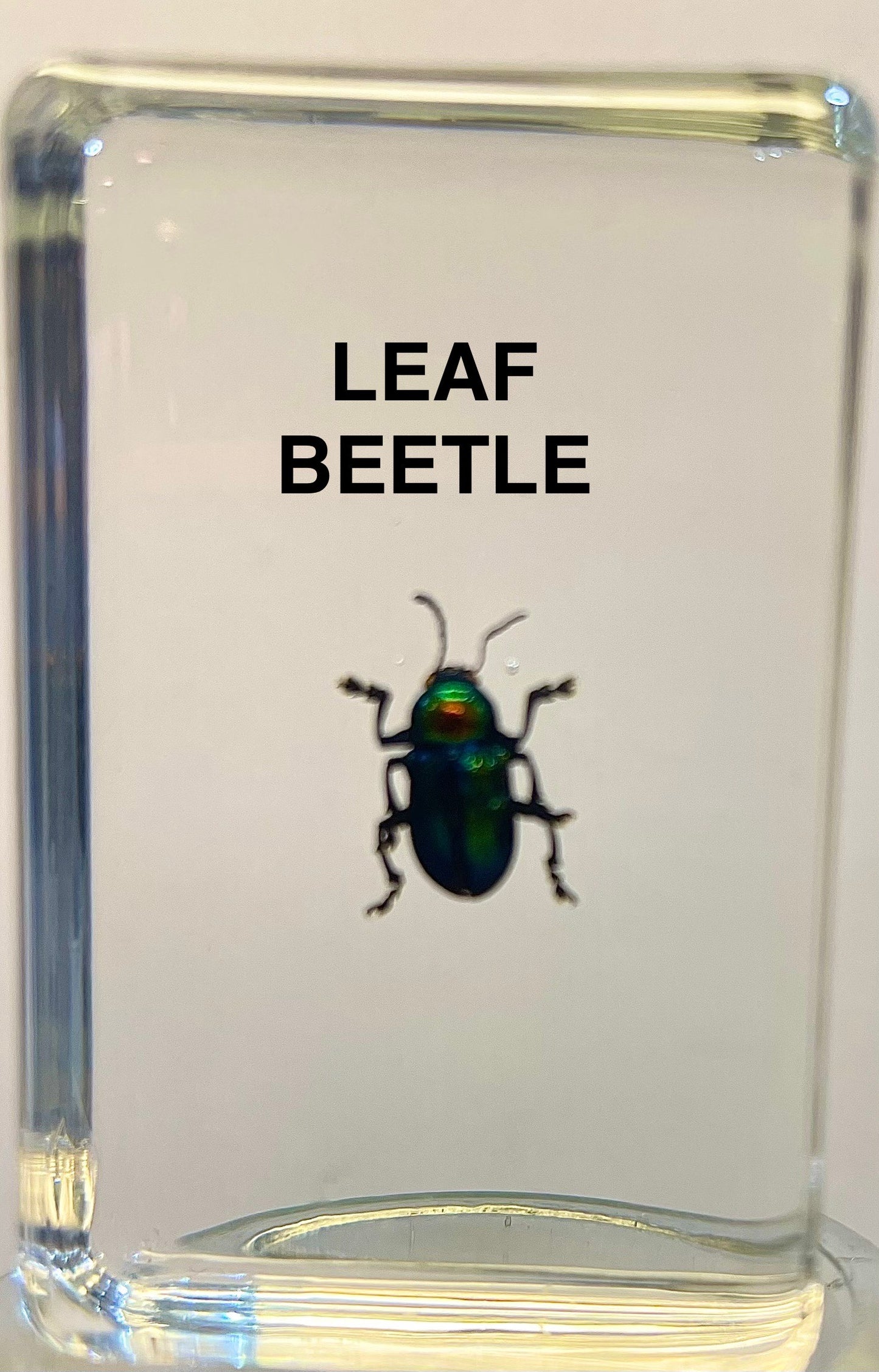 Authentic Insect Specimens in Resin