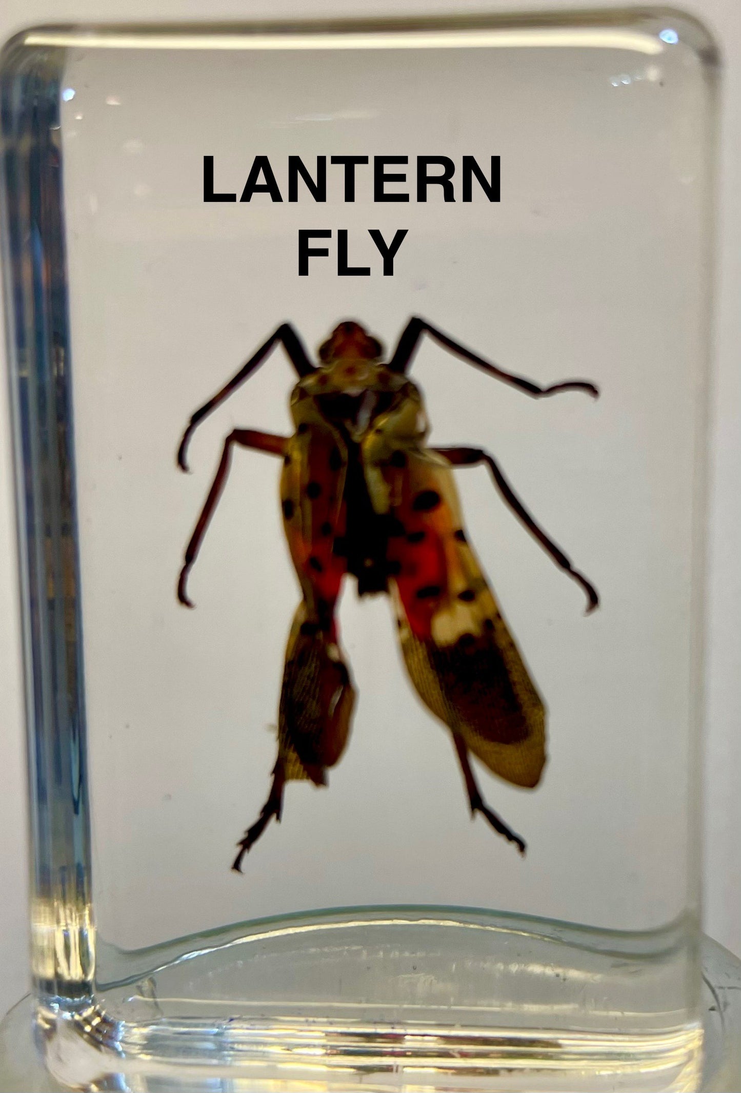 Authentic Insect Specimens in Resin