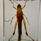Authentic Insect Specimens in Resin