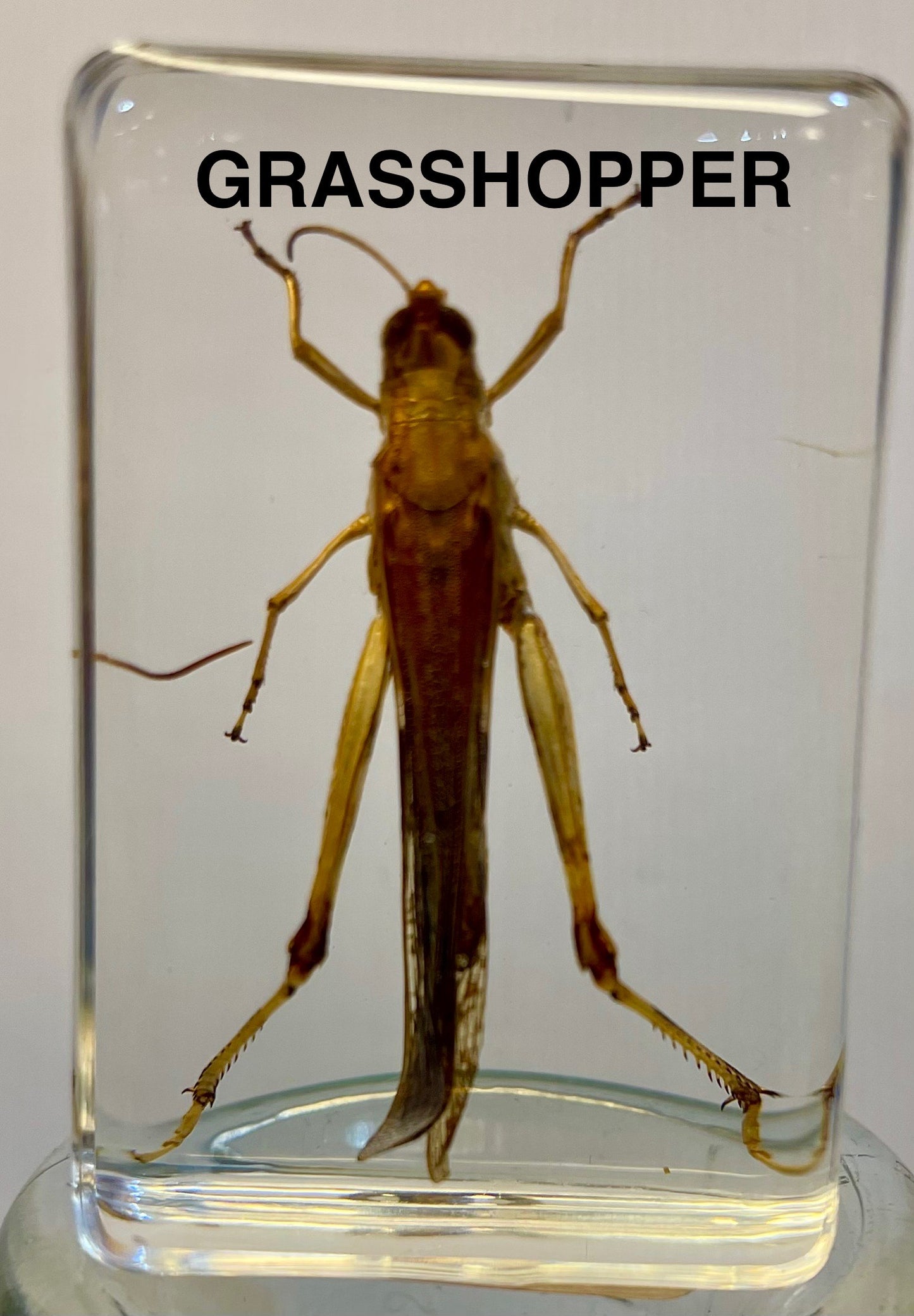 Authentic Insect Specimens in Resin