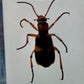 Authentic Insect Specimens in Resin