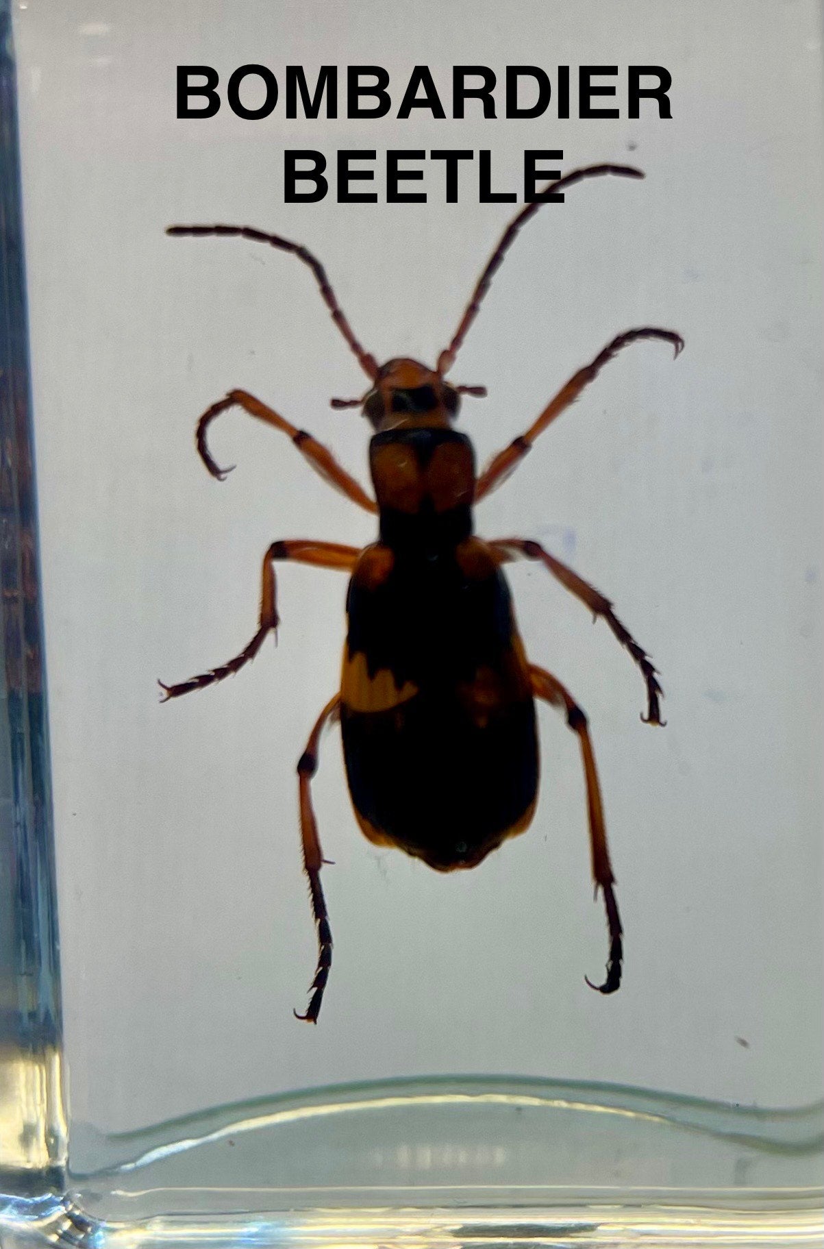 Authentic Insect Specimens in Resin