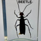 Authentic Insect Specimens in Resin