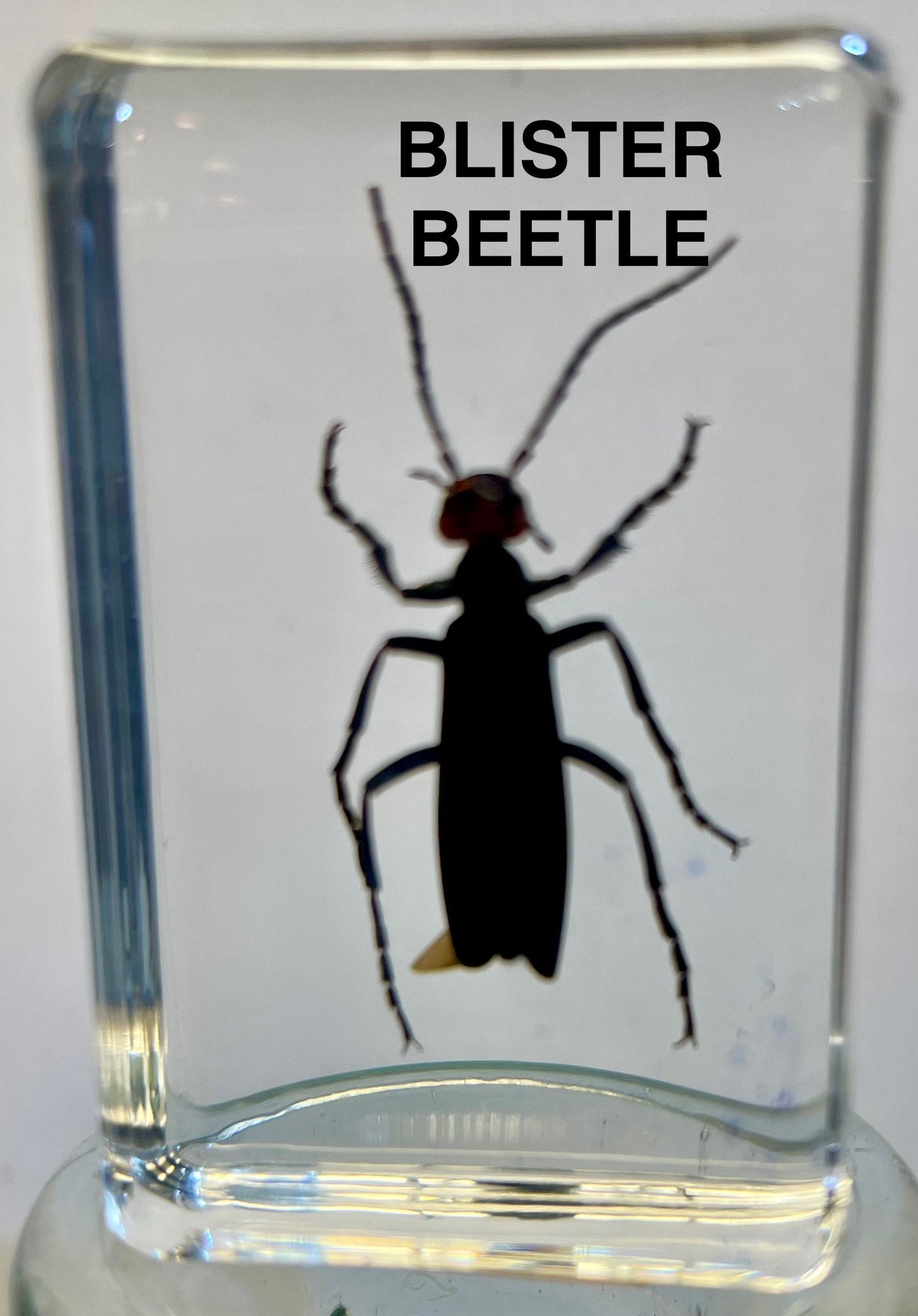 Authentic Insect Specimens in Resin