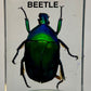 Authentic Insect Specimens in Resin